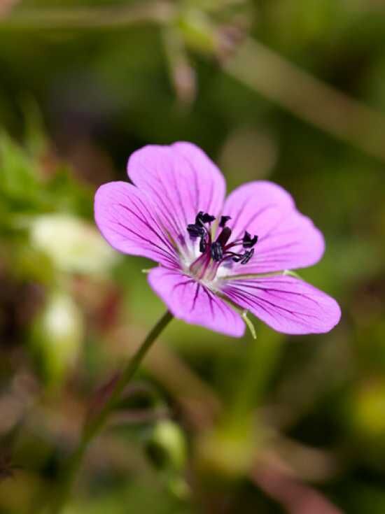 Garten Storchschnabel Pink Penny Geranium Wallichianum Pink Penny