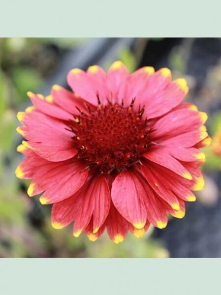 Kokardenblume Arizona Red Shades