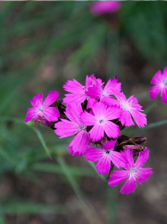 Kartäuser Nelke Dianthus carthusianorum kaufen