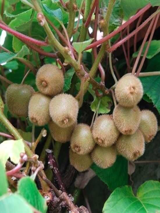 Kiwi Actinidia G Nstig In Top Baumschulqualit T Kaufen