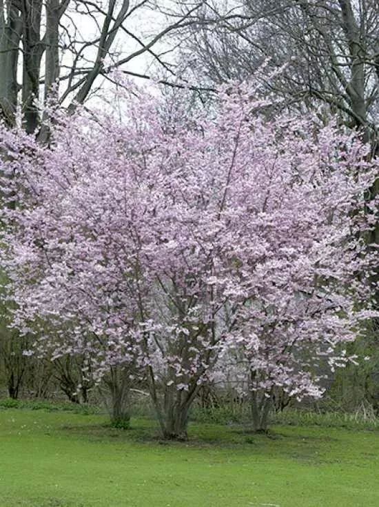 Winterkirsche Autumnalis Prunus Subhirtella Autumnalis Kaufen