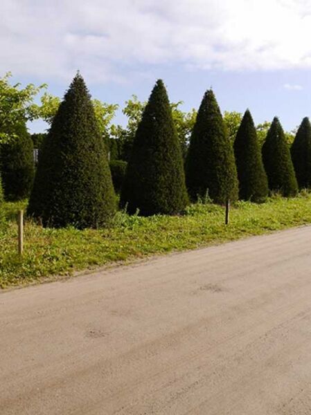 Heimische Eibe Kegel 350 400 Cm Taxus Baccata Kaufen