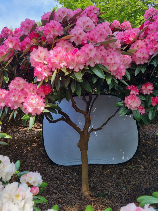 Rhododendron Arabella Schirm Auf Stamm Nr