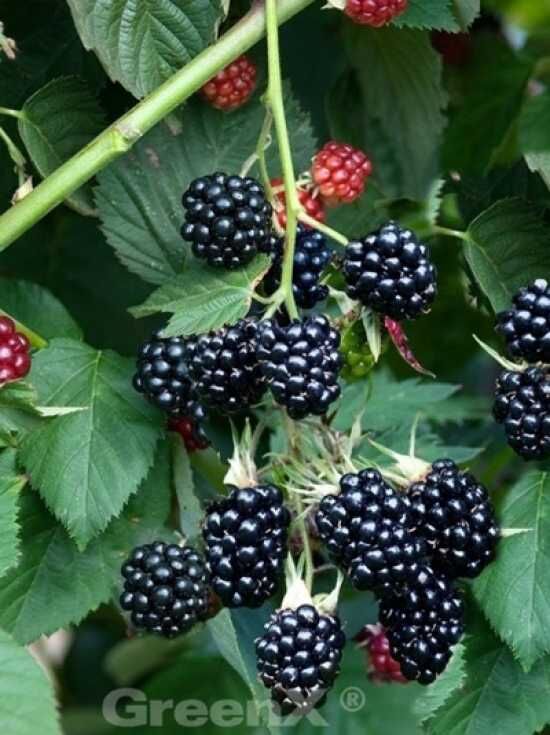 Brombeere Chester Thornless Rubus Fruticosus Chester Thornless