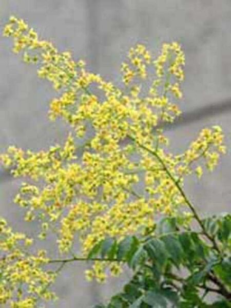 Säulen Blasenesche Säulen Blasenbaum Koelreuteria paniculata