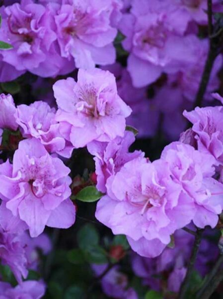 Japanische Azalee Thekla Rhododendron Obtusum Thekla Kaufen