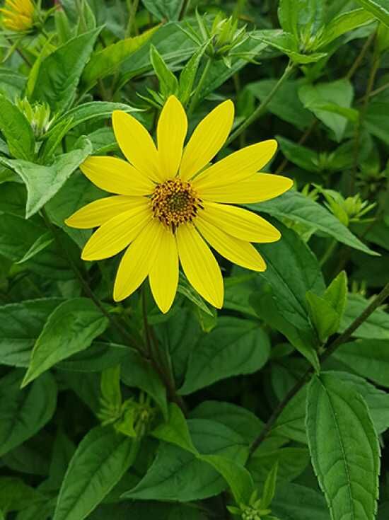 Stauden Sonnenblume Helianthus Atrorubens Kaufen