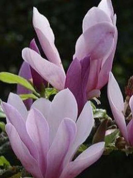 Magnolie Magnolia G Nstig In Top Baumschulqualit T Kaufen