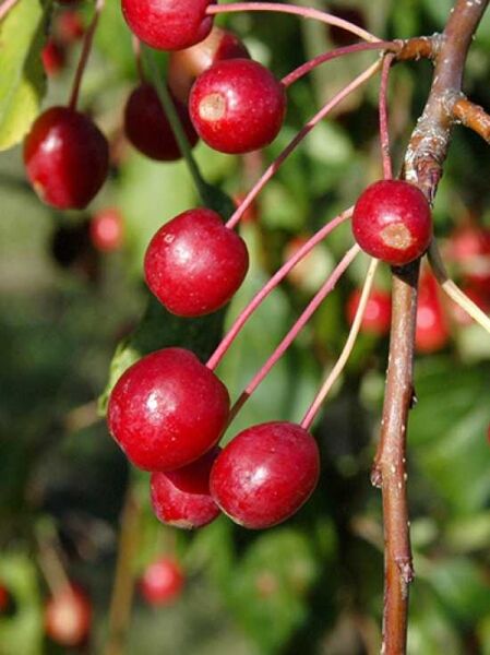 Zierapfel Red Jade Malus Red Jade