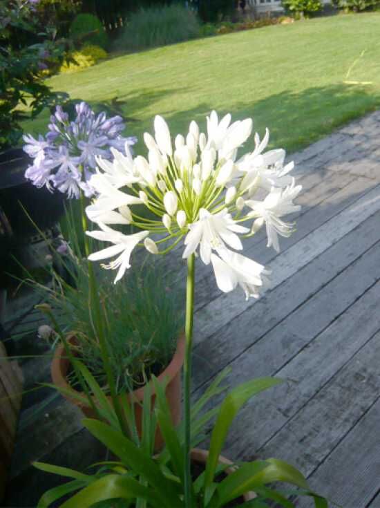 Wei E Schmucklilie Albus Agapanthus Africanus Albus Kaufen