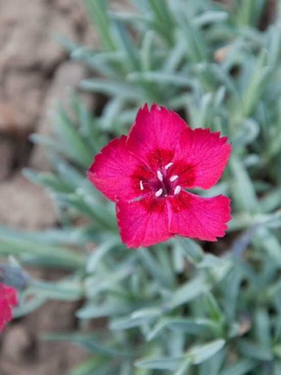 Garten Pfingst Nelke Rubin Kaufen