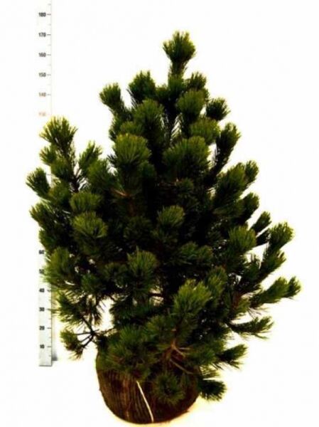 Pinus heldreichii (Schlangenhaut-Kiefer, Panzer-Kiefer) 100–125 cm m. B., mehrtriebige Kiefer mit dichtem, dunkelgrünem Nadelkleid