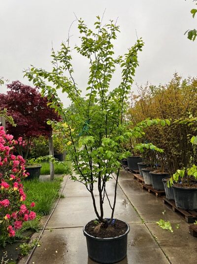 Eisenholzbaum / Parrotie 200- 250 cm / Parrotia persica 'mehrstämmig' (876219)