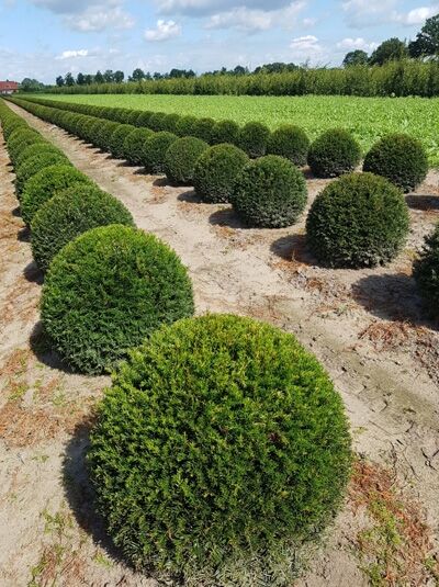 Taxus baccata 'Kugel' / Heimische Eibe 'Kugel' 70-80 cm m. Db., kugelförmig geschnittener Nadelgehölz-Strauch im Feldbestand