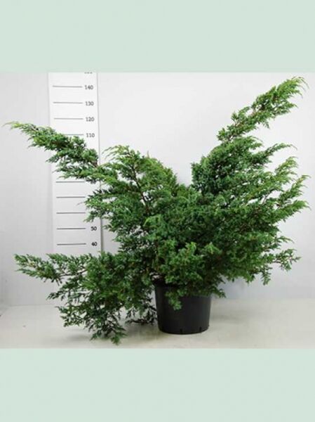 Strauch-Wacholder Juniperus chinensis 'Blue Alps', 80-100 cm, im Pflanztopf C25 mit ausladenden, grünen Zweigen.