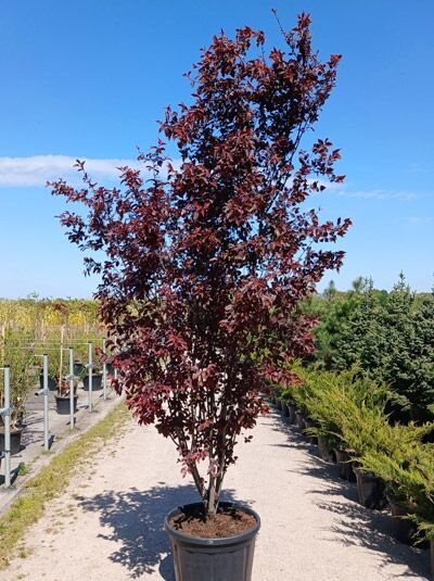 Blut-Pflaume 'Nigra' - Prunus cerasifera 'Nigra'