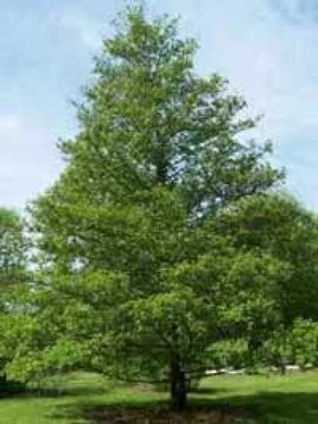 Alnus glutinosa 'Laciniata' / Schlitzblättrige Schwarz-Erle