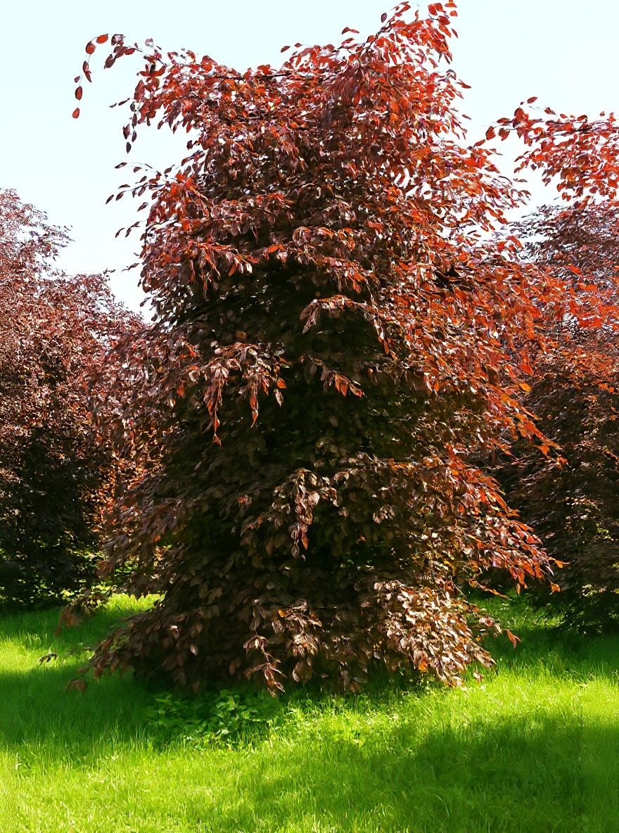 Blutbuche 'Atropurpurea' - Fagus sylvatica 'Atropurpurea' - Baumschule  NewGarden