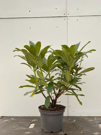 Rhododendron Hybride 'Midnight Beauty' / Rhododendron 'Midnight Beauty' 30-40 cm C5, Pflanze im Topf mit grünem Laub