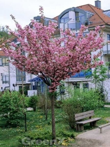 Japanische Nelken-Kirsche / Japanische Blütenkirsche / Prunus serrulata 'Kanzan'