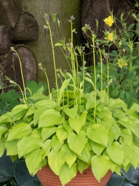 Hosta 'Hydon Sunset' / Kleine gelbgrüne Garten-Funkie