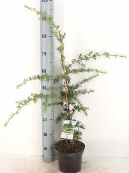 Libanon-Zeder (Cedrus libani) im Topf, Variante 50–60 cm C3, junger Nadelbaum mit verzweigten Trieben und Etikett.