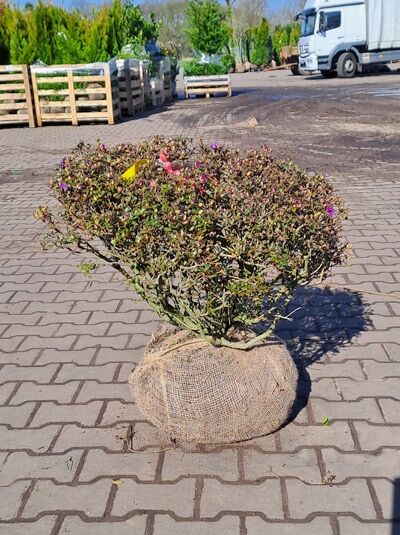 Zwerg-Rhododendron 'Blue Wonder' (Rhododendron russatum), Solitär mit Ballen, 60–70 cm Breite, mit violetten Blütenknospen
