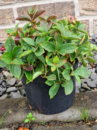 Kanadischer Hartriegel (Cornus canadensis) C2 im schwarzen Pflanztopf, kompakter Wuchs mit grünen, ovalen Blättern und rötlichen Trieben.