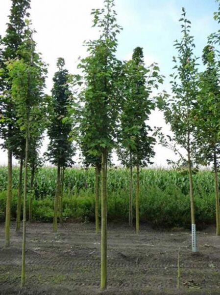 Acer rubrum (Rot-Ahorn) Hochstamm 20-25 StU mit Drahtballen, Baum mit geradem Stamm und grüner Laubkrone