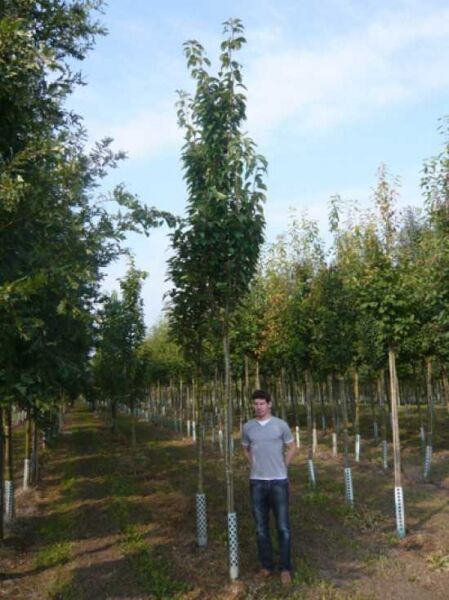 Säulen-Zierkirsche 'Amanogawa' (Prunus serrulata 'Amanogawa') Hochstamm 16-18 StU mit durchgehendem Stamm und Krone