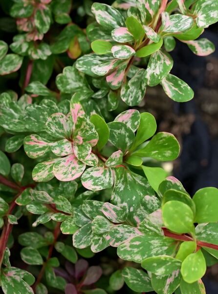 Hecken-Berberitze 'Stardust' (Berberis thunbergii 'Stardust') mit grün-weiß-rosa panaschierten Blättern am Trieb.