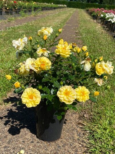 Bodendeckerrose Rosa 'Bienenweide ® Gelb' im C5-Topf, gelbe gefüllte Blüten und Knospen, grünes Laub.