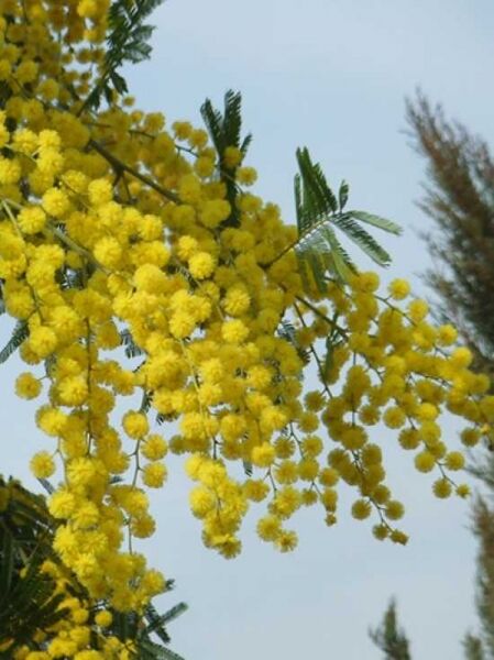 Acacia dealbata 'Lisette' / Silber-Akazie 'Lisette' / Falsche Mimose 'Lisette'