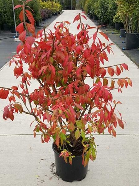 Geflügeltes Pfaffenhütchen / Korkspindel / Geflügeltes Pfaffenhütchen / Korkspindel