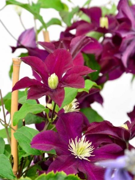 Waldrebe 'Warszawska Nike' / Clematis Hybride 'Warszawska Nike'