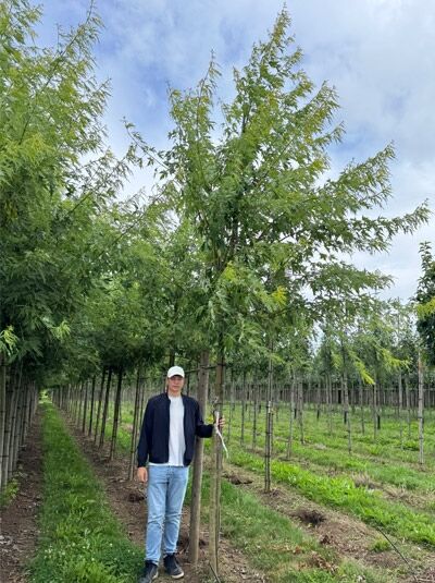 Geschlitzter Silber-Ahorn (Acer saccharinum 'Laciniatum Wieri') Hochstamm 18-20 StU mit Drahtballen, schlanke Krone.