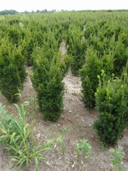 Taxus media 'Rising Star' / männliche Bechereibe 'Rising Star' 60-80 cm m. B., aufrecht wachsender Nadelgehölz-Strauch im Feldbestand