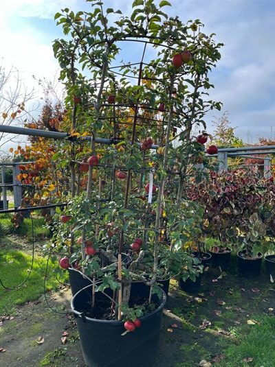 Apfel 'Schöner von Herrenhut' Kesselbaum / Malus domestica 'Schöner von Herrenhut' Nr. 1347