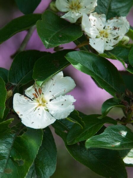 Crataegomespilus dardarii (Weißdornmispel) mit weißen Blüten und glänzend grünen, elliptischen Blättern am Zweig