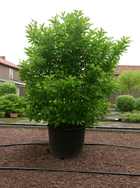 Magnolia liliiflora 'Susan' / Rote Tulpenmagnolie 'Susan' 250-300 cm C500 als Topfpflanze mit dichtem grünen Laub.