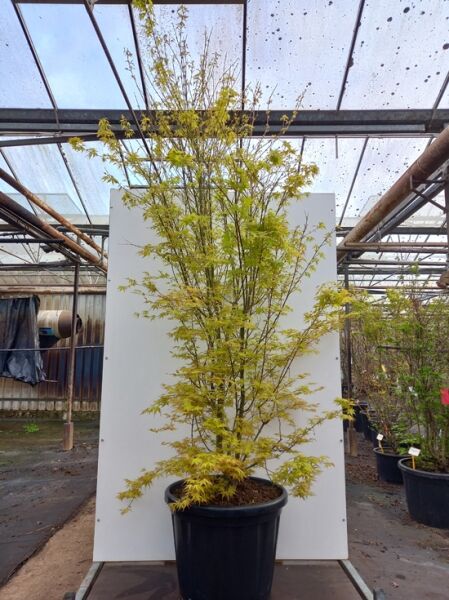 Acer palmatum 'Katsura' (Fächer-Ahorn) im Topf, Japanischer Ahorn 200-250 cm C80, mehrstämmig mit gelapptem Laub