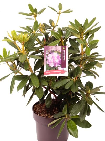 Catawba-Rhododendron 'Grandiflorum' - Rhododendron catawbiense  'Grandiflorum'