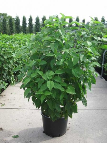Limonenfarbene Rispen-Hortensie 'Limelight ®'  / Limonenfarbene Rispen-Hortensie 'Limelight ®' 