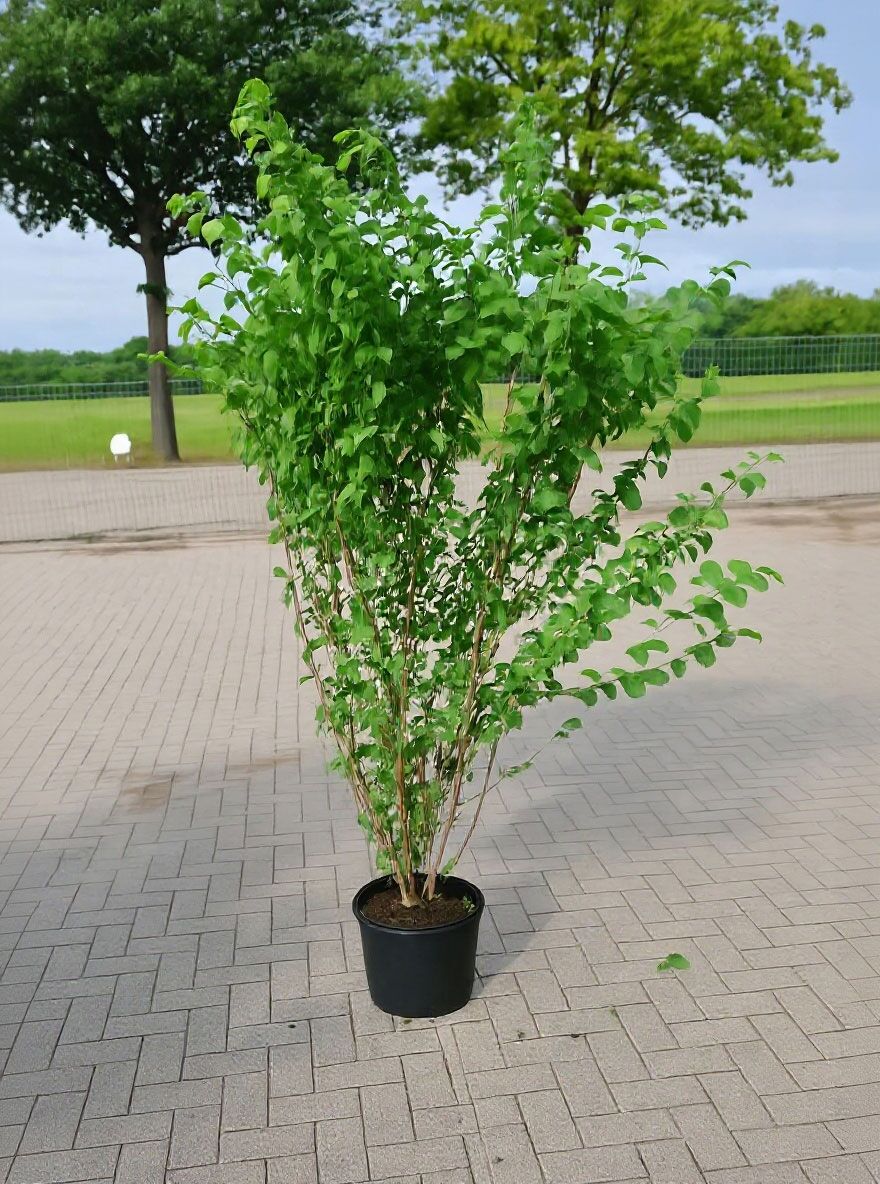 fun bun philodendron Philodendron 'Fun Bun' (24cm pot)
