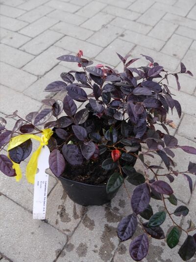Loropetalum chinense 'Fire Dance' / Riemenblüte 'Fire Dance' 25-30 cm C2 im Topf mit dunkelviolettem Laub