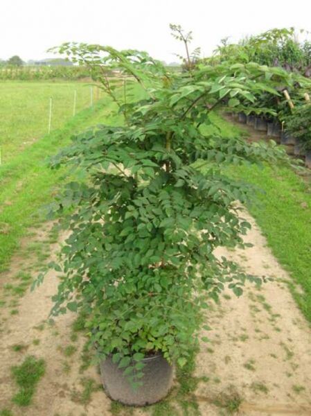 Japanische Aralie (Aralia elata) im Pflanzcontainer C20, buschiger Wuchs mit gefiederten grünen Blättern, 150–175 cm