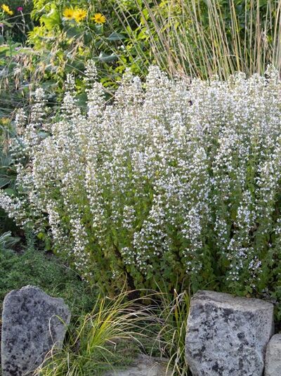 Calamintha nepeta 'Triumphator (nepeta ssp.nepeta)' / Bergminze