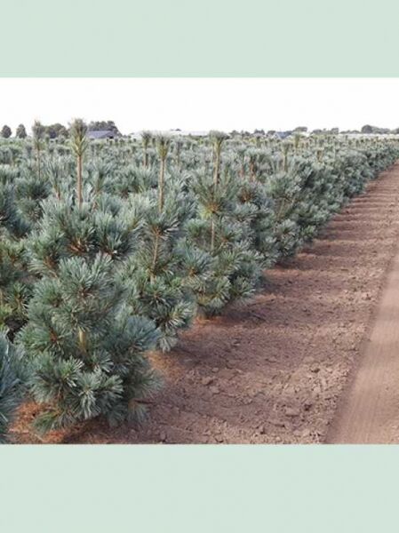 Biegsame Kiefer 'Vanderwolf's Pyramid' / Pinus flexilis 'Vanderwolf's Pyramid'