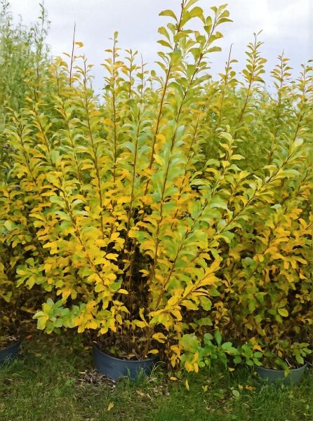 Salix tetrapla (Kriechweide) 125-150 cm C20, mehrtriebiger Strauch im Container mit dichtem Laub und aufrechten Ruten.