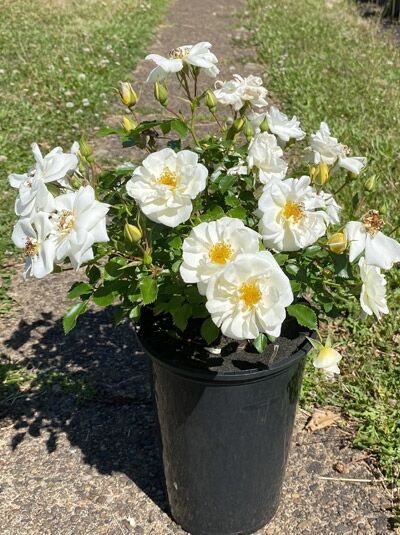 Rosa 'Bienenweide ® Ivory' Bodendeckerrose, C5-Topf, Strauch mit weißen Blüten, gelber Mitte und grünen Blättern